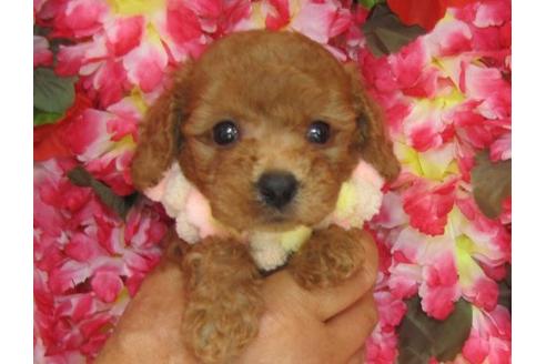 成約済の茨城県のトイプードル-5866の2枚目