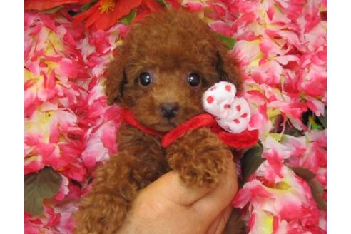成約済の茨城県のトイプードル-5868の2枚目
