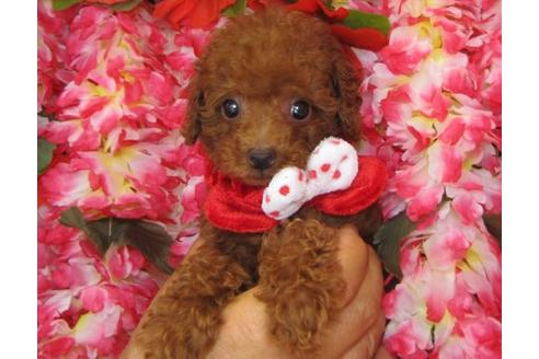 成約済の茨城県のトイプードル-5868の3枚目