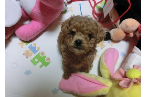 成約済の神奈川県のトイプードル-5996の1枚目