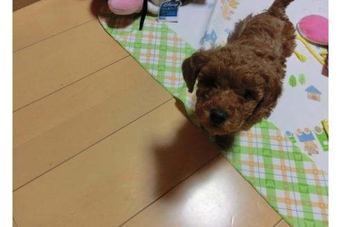 成約済の神奈川県のトイプードル-5996の2枚目