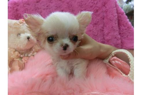 成約済の京都府のチワワ-6019の1枚目