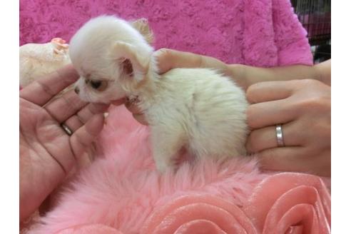 成約済の京都府のチワワ-6019の2枚目