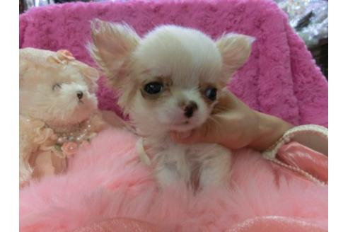 成約済の京都府のチワワ-6019の3枚目