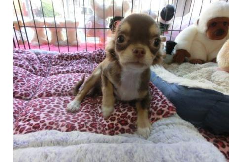 成約済の京都府のチワワ-6020の1枚目