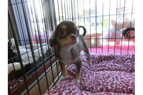 成約済の京都府のチワワ-6020の2枚目