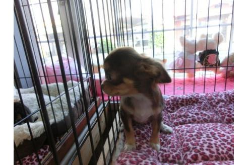 成約済の京都府のチワワ-6020の3枚目