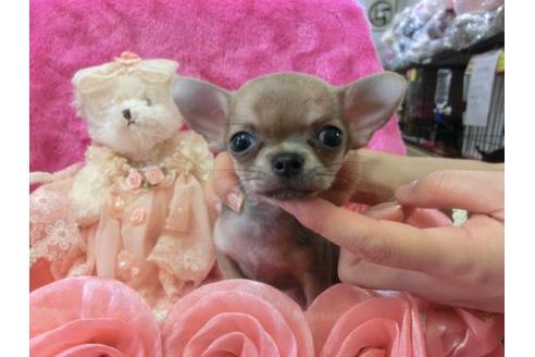 成約済の京都府のチワワ-6021の1枚目