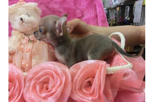 成約済の京都府のチワワ-6021の2枚目