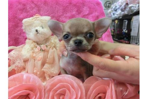 成約済の京都府のチワワ-6021の3枚目