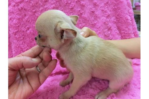 成約済の京都府のチワワ-6022の1枚目