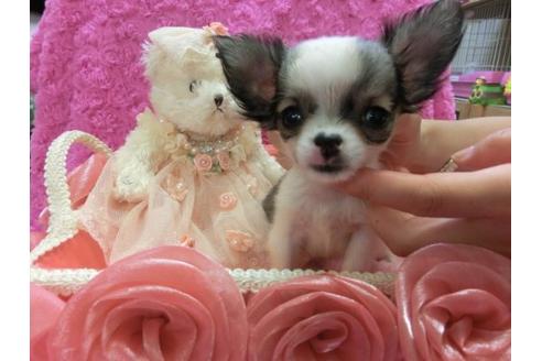 成約済の京都府のチワワ-6023の1枚目
