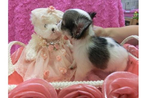 成約済の京都府のチワワ-6023の2枚目