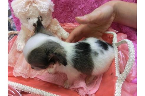 成約済の京都府のチワワ-6023の3枚目