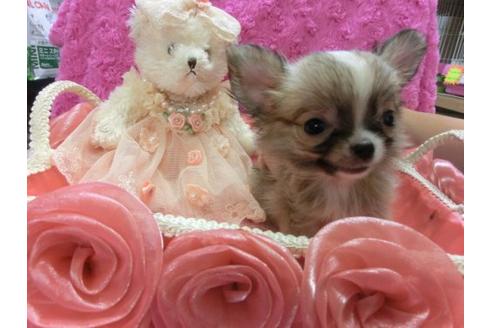 成約済の京都府のチワワ-6024の1枚目