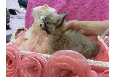 成約済の京都府のチワワ-6024の2枚目