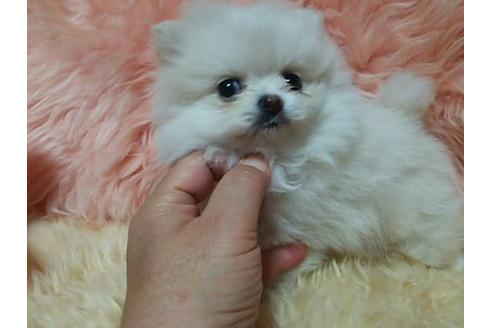 成約済の愛知県のミックス犬-6082の1枚目