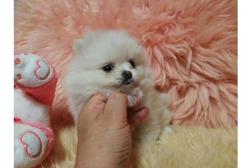成約済の愛知県のミックス犬-6082の2枚目