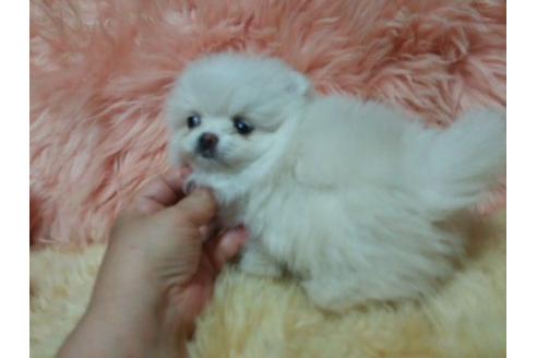 成約済の愛知県のミックス犬-6082の3枚目