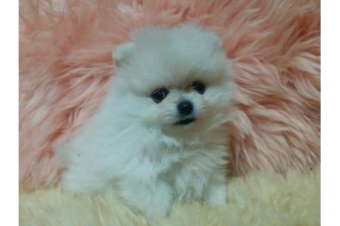 成約済の愛知県のミックス犬-6083の1枚目