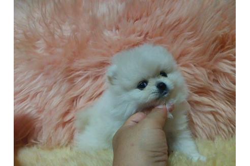 成約済の愛知県のミックス犬-6083の2枚目