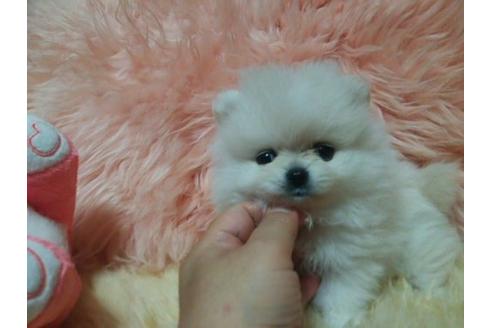 成約済の愛知県のミックス犬-6083の3枚目