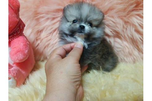 成約済の愛知県のミックス犬-6084の1枚目