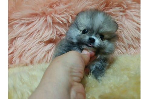 成約済の愛知県のミックス犬-6084の2枚目