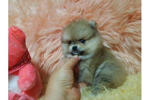 成約済の愛知県のミックス犬-6085の1枚目
