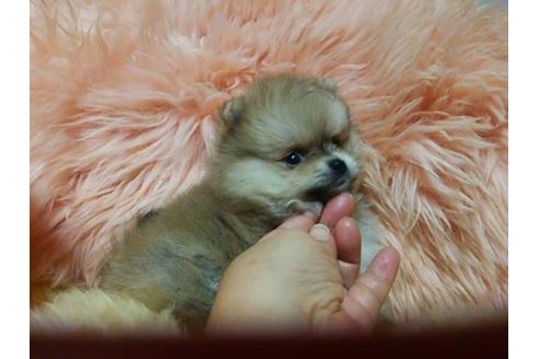 成約済の愛知県のミックス犬-6085の2枚目