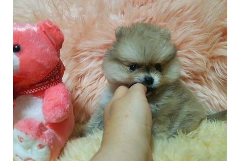 成約済の愛知県のミックス犬-6085の3枚目