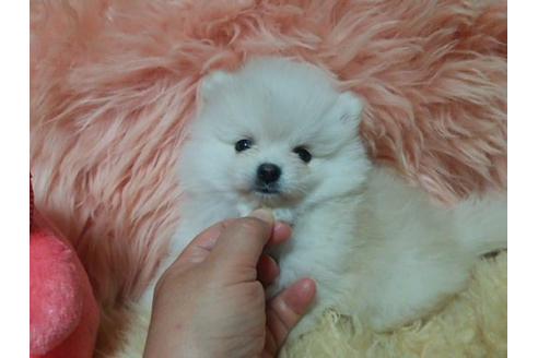 成約済の愛知県のミックス犬-6086の1枚目