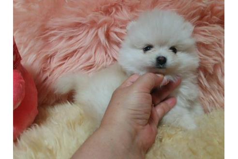 成約済の愛知県のミックス犬-6086の2枚目