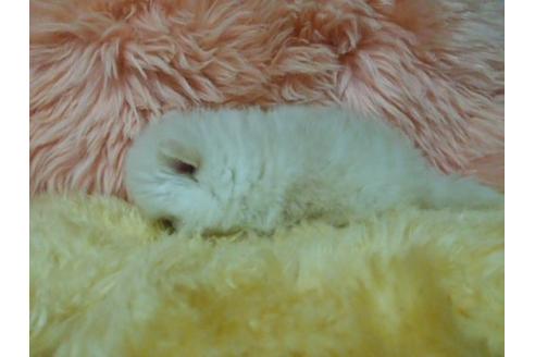 成約済の愛知県のミックス犬-6086の3枚目