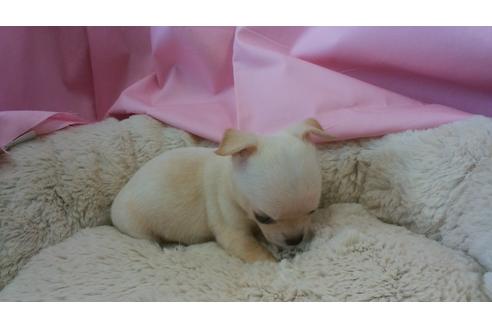 成約済の愛知県のチワワ-6100の1枚目