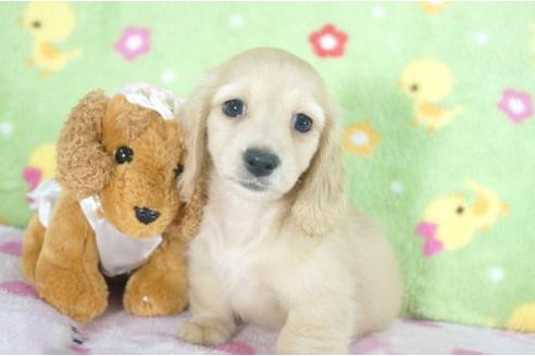 成約済の兵庫県のミニチュアダックスフンド-4993の1枚目