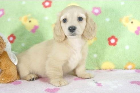 成約済の兵庫県のミニチュアダックスフンド-4993の2枚目