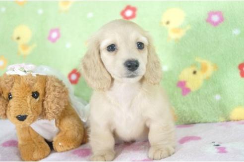 成約済の兵庫県のミニチュアダックスフンド-4993の3枚目