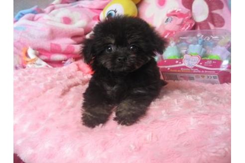 成約済の静岡県のミックス犬-5098の1枚目