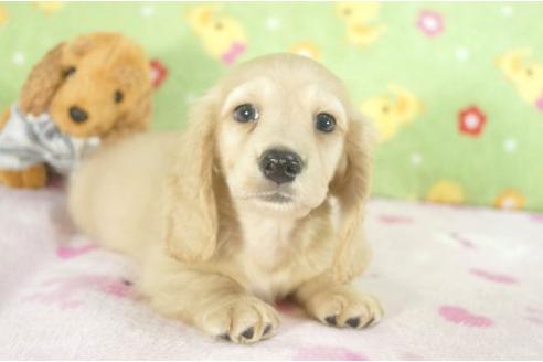 成約済の兵庫県のミニチュアダックスフンド-4996の3枚目