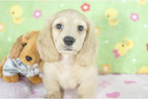 成約済の兵庫県のミニチュアダックスフンド-4996の1枚目