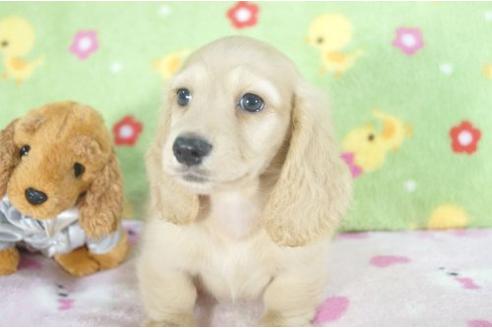 成約済の兵庫県のミニチュアダックスフンド-4996の2枚目