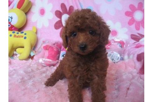 成約済の静岡県のトイプードル-6199の1枚目