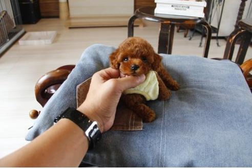 成約済の埼玉県のトイプードル-6210の1枚目