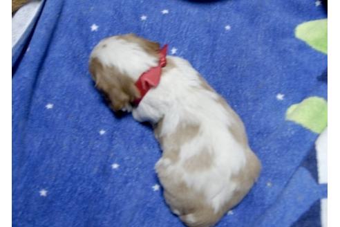 成約済の埼玉県のキャバリアキングチャールズスパニエル-5523の2枚目