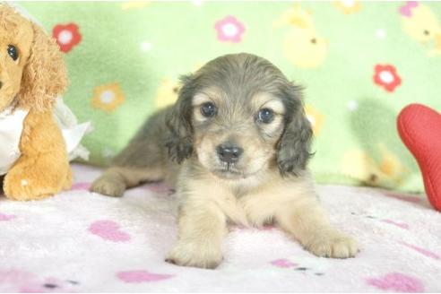 成約済の兵庫県のミニチュアダックスフンド-6276の1枚目