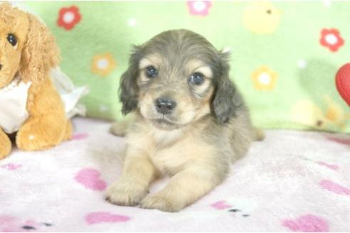 成約済の兵庫県のミニチュアダックスフンド-6276の2枚目