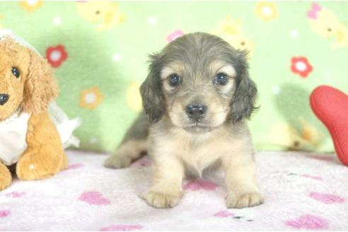 成約済の兵庫県のミニチュアダックスフンド-6276の3枚目