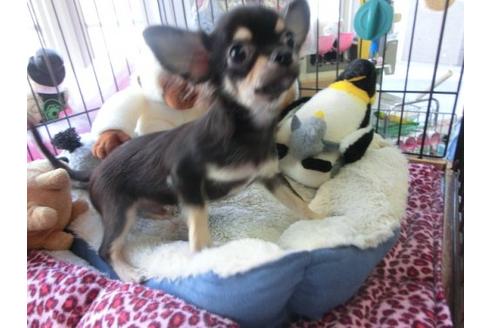 成約済の京都府のチワワ-6282の2枚目