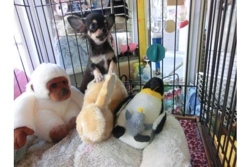 成約済の京都府のチワワ-6282の3枚目